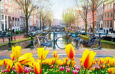 Tulips In Holland Cruises